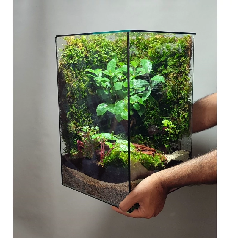 تراریوم  چند ضلعی بنسای فیکوس دیوار خزه