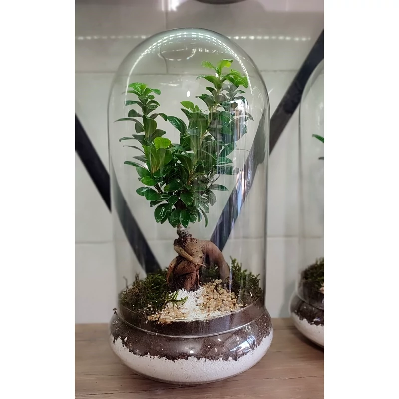 بنسای جنسینگ میکرو کارپا داخل شیشه پلکسی 50 سانت