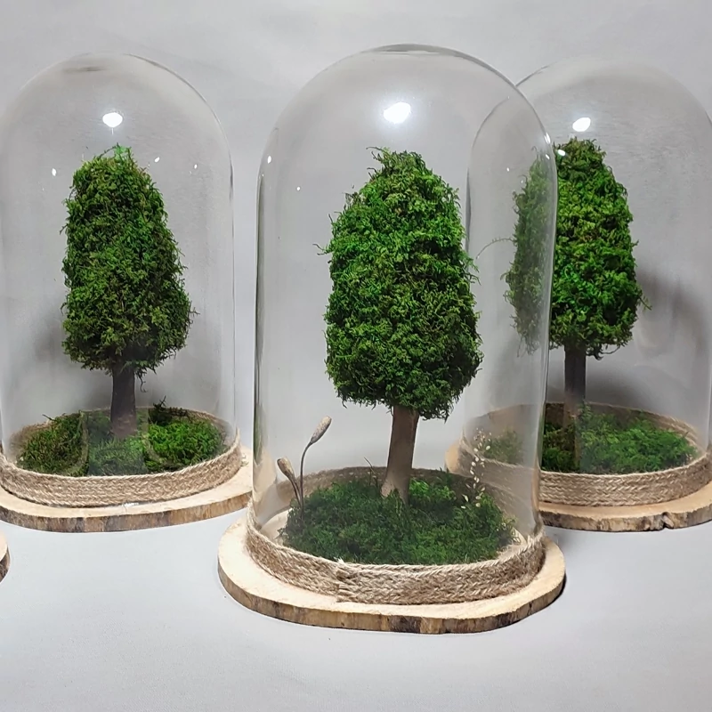 تراریوم درخت جاودان با زیره چوب و ارتفاع 40 سانت