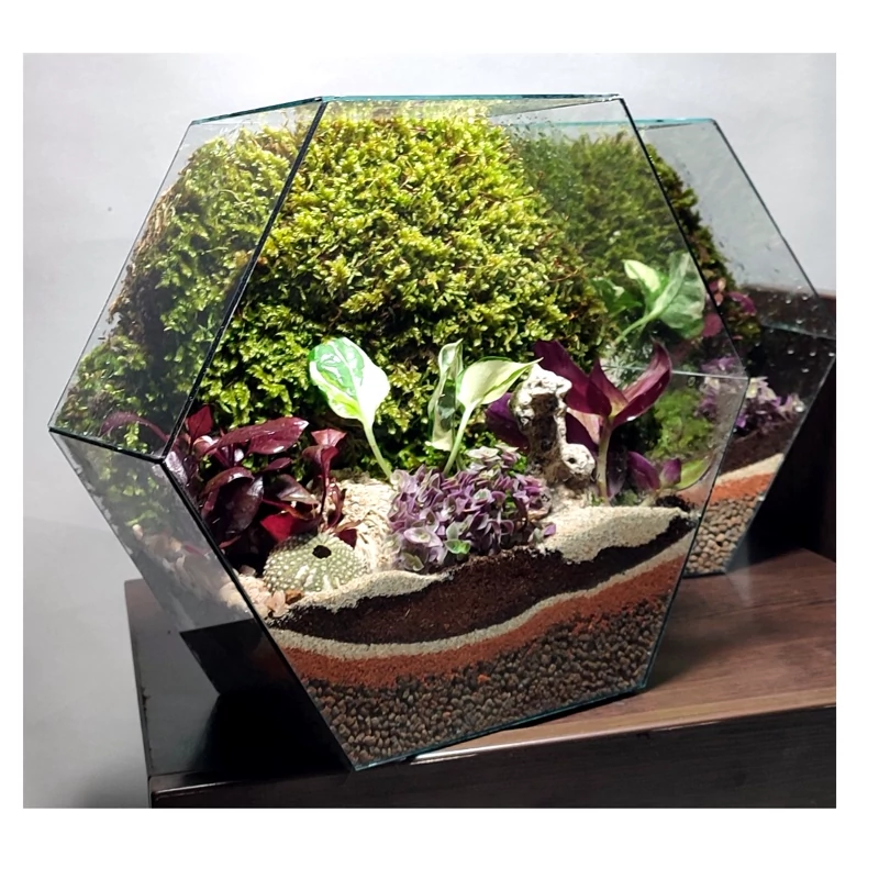 تراریوم چند ضلعی دیوار خزه (زنبوری)