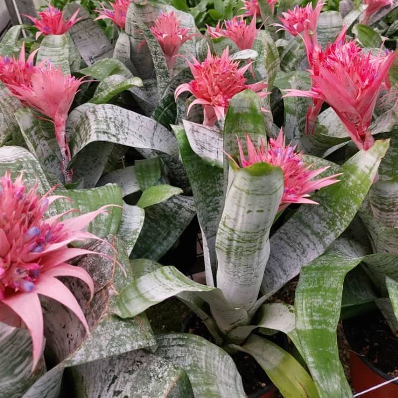 گلدان آکمیا (گیاه گلدار و بسیار خاص و زیبا) (پس کرایه)