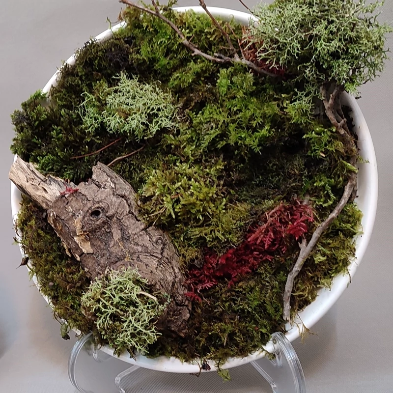 قاب رومیزی جاودان قطر 30 سانت ( گیاهان طبیعی تثبیت شده)