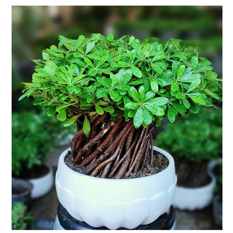 شبه بونسای پیتسپروم سایز بزرگ