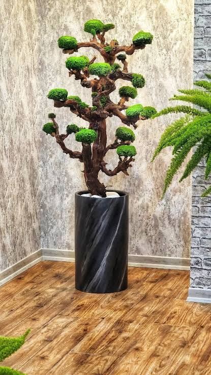 درخت جاودان (بهمراه گلدان) ،ارتفاع حدود 160 سانتی متر