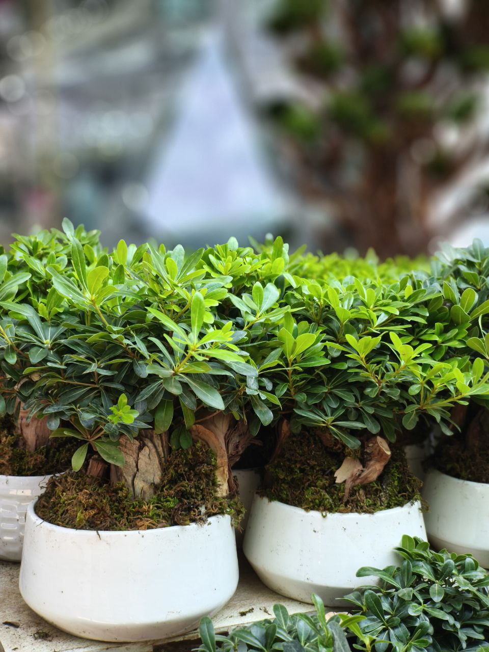 شبه بن سای پیتسپروم🌿