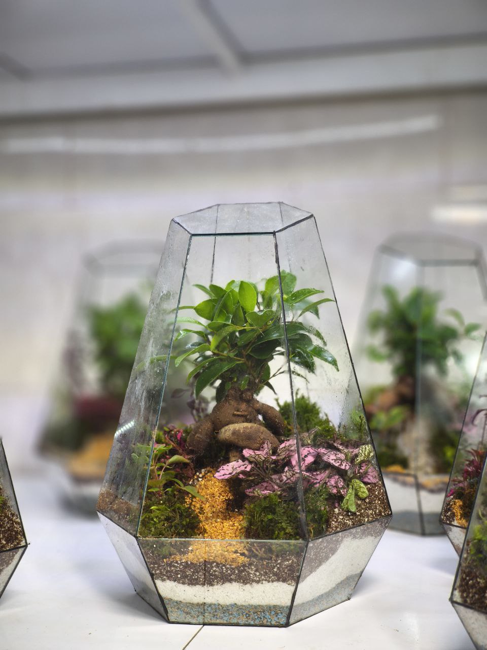 تراریوم بن سای چند وجهی🌿