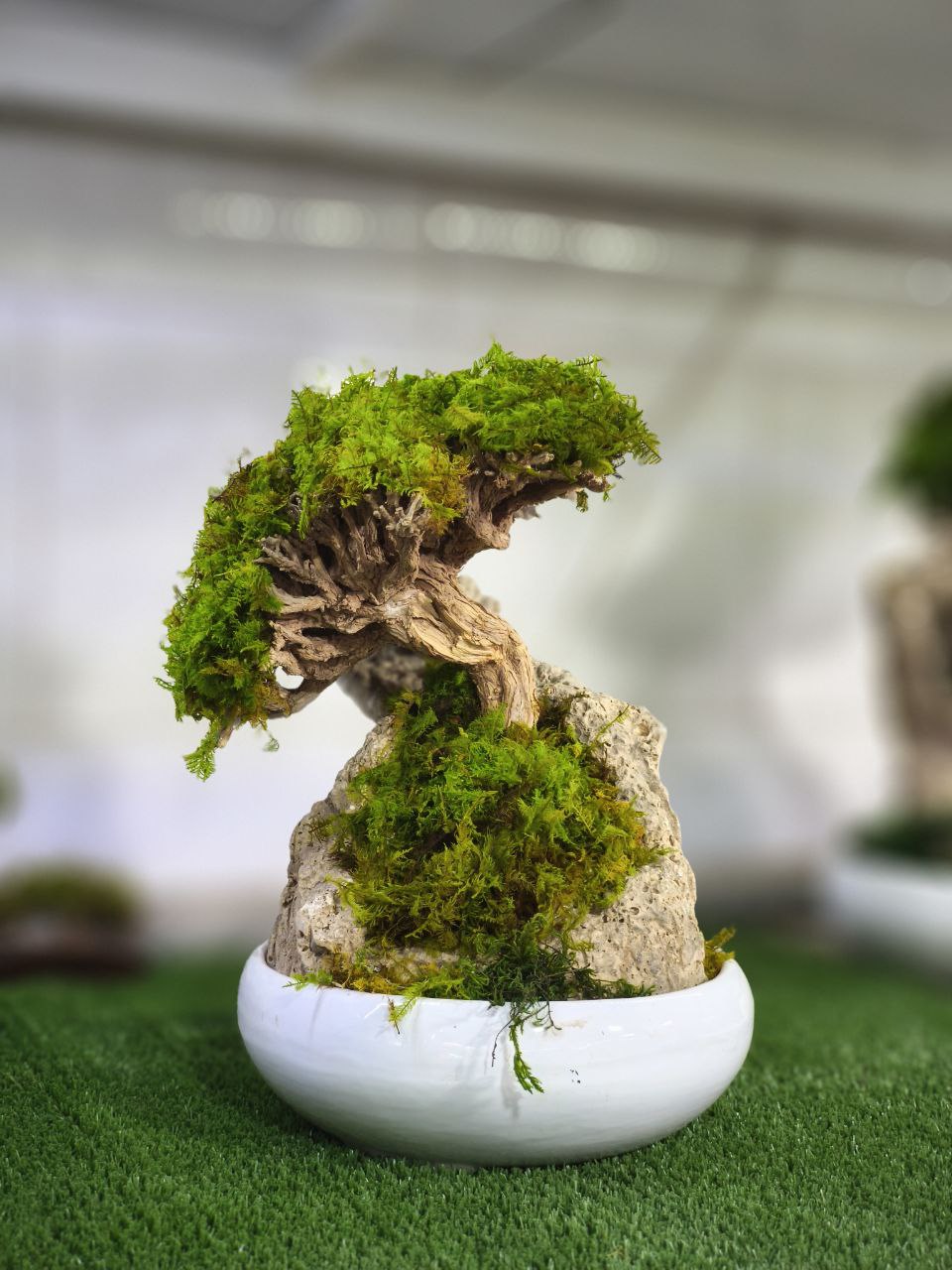 بن سای جاودان صخره ای