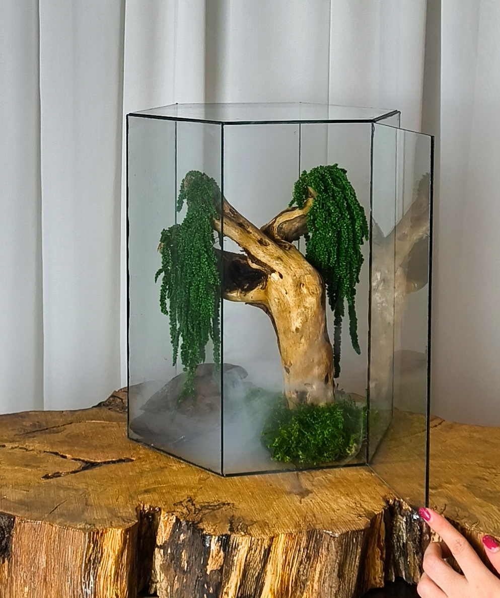 بن سای بید مجنون جاودان